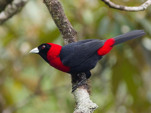 <h3><a href="/trips/costa-rica/biota/animalia/chordata/aves/040 passeriformes/127 thraupidae/ramphocelus sanguinolentus/ramphocelus sanguinolentus-nl.html">Ramphocelus&nbsp;sanguinolentus</a> / Crimson‑collared&nbsp;tanager / Vuurkraagtangare</h3>OM-1 Mark II met OLYMPUS M.150-400mm F4.5 TC, 1/2000 sec  bij F5.6, ISO 3200, afstand 14.9&nbsp;m